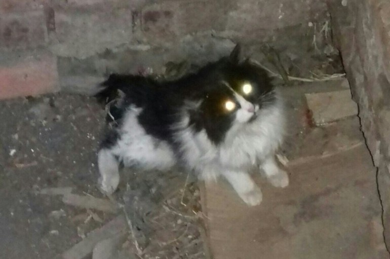 Феликс-котик с пулей в позвоночнике