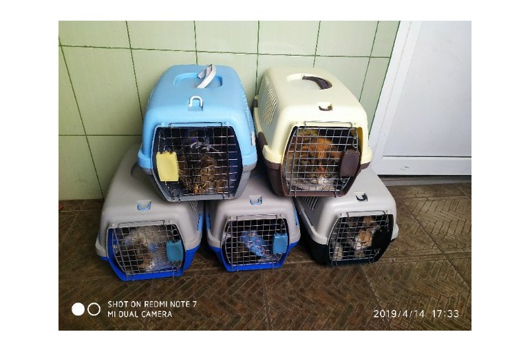 Стерилизованы 5 бездомных кошек за счет приюта