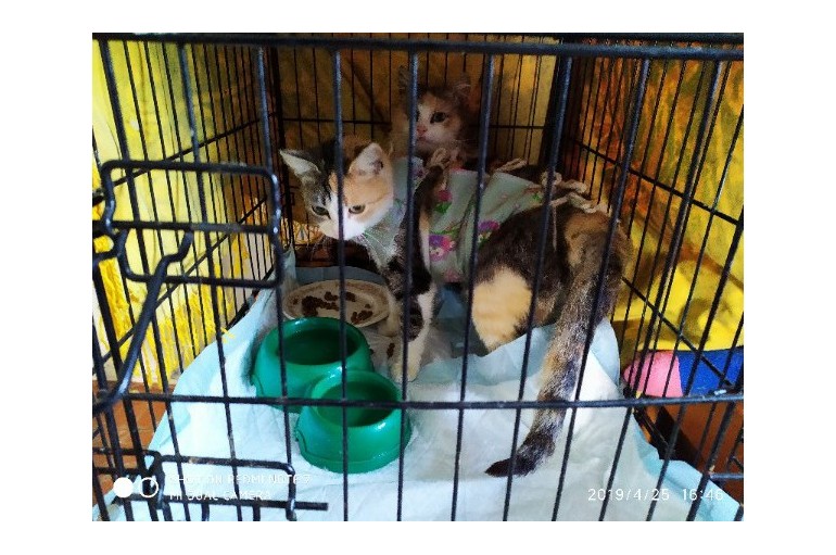 Стерилизованы 5 бездомных кошек за счет приюта