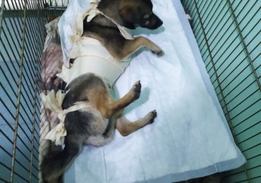 Требуется помощь в оплате долга по стерилизации бездомной собаки