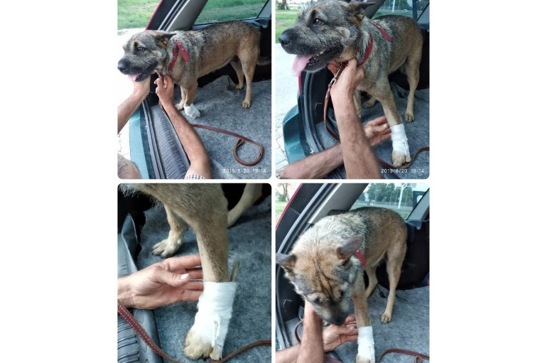СОС!Нужна помощь средствами на лечение пострадавшей,бездомной собаке